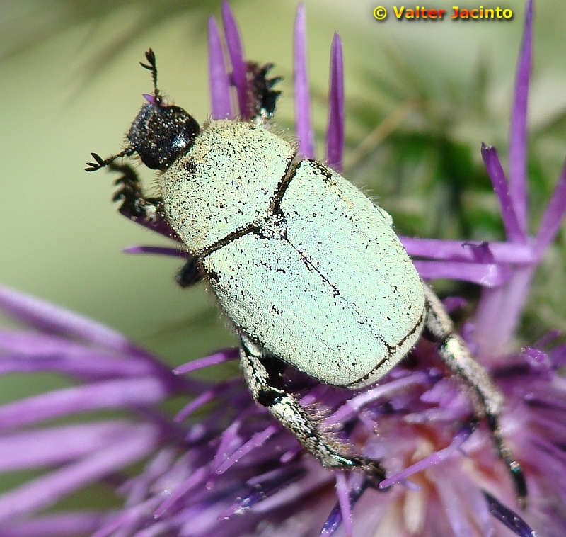 Escaravelho // Beetle (Hoplia chlorophana)