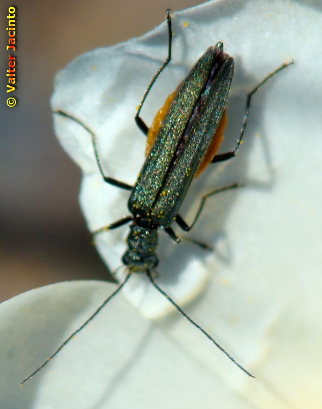 Escaravelho // Beetle (Oedemera lurida)