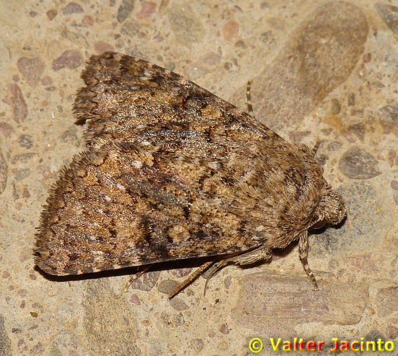 Borboleta Nocturna // Moth (Recoropha canteneri)