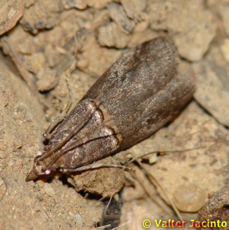Borboleta Nocturna // Moth (Acrobasis sp.)