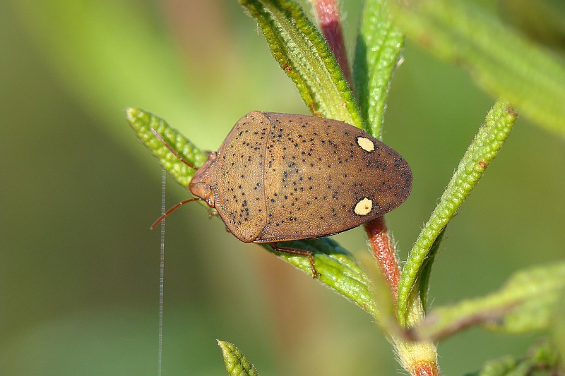 Percevejo // Shield Bug (Solenosthedium bilunatum)