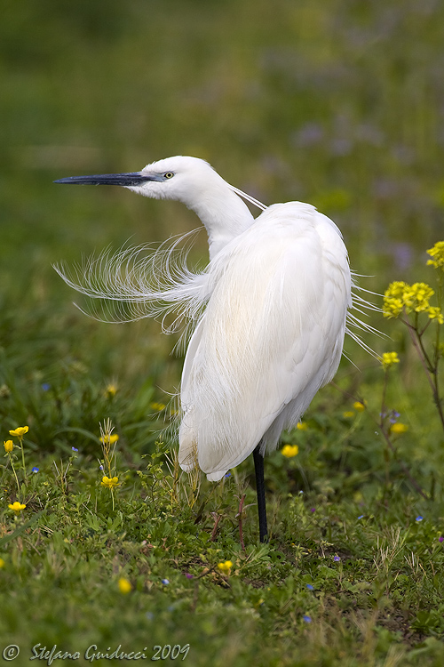 Garzetta (Egretta garzetta)