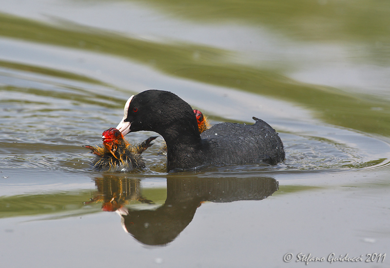 Folaga (Fulica atra)