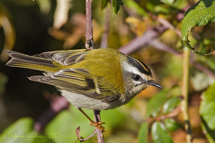 Fiorrancino (Firecrest)