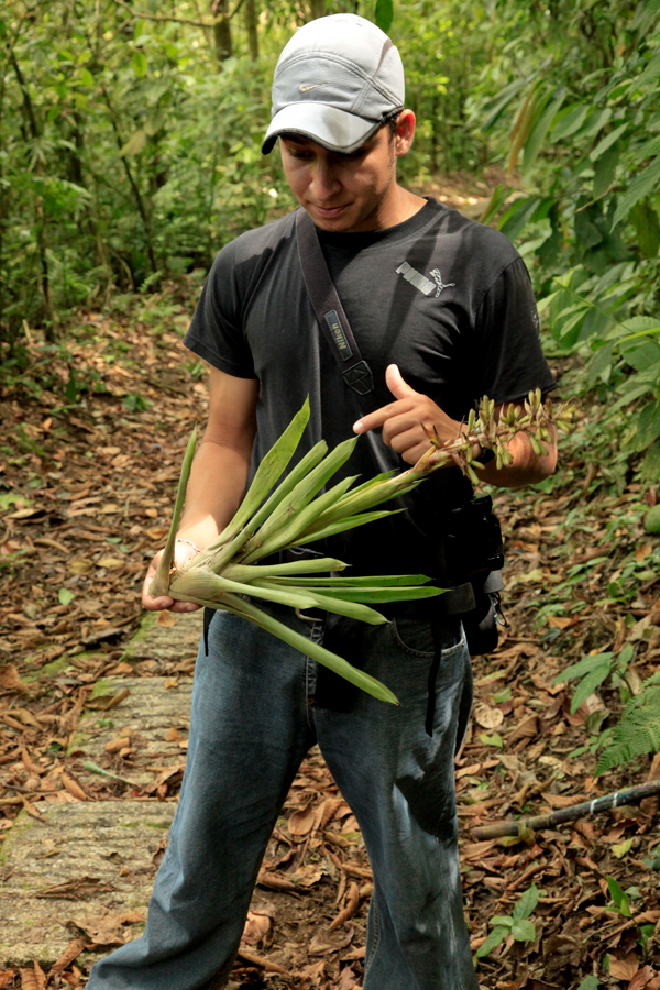 Meyo showing us the Bromiliad