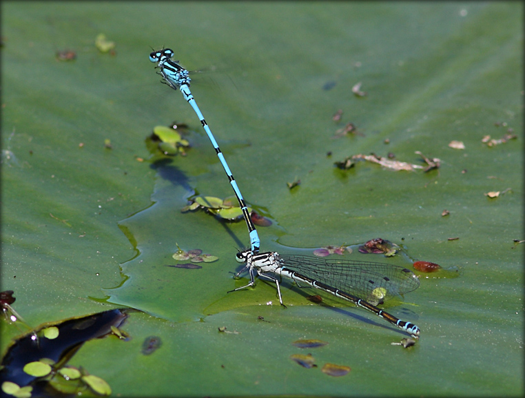 Hestesko-Vandnymfe, tandem - Coenagrion Puella