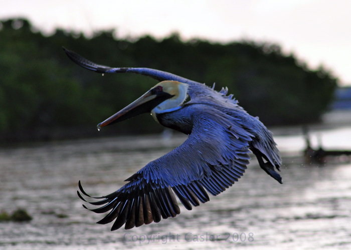 Pelican Landing