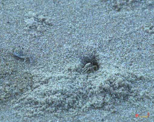 Sand Crabs (11i)