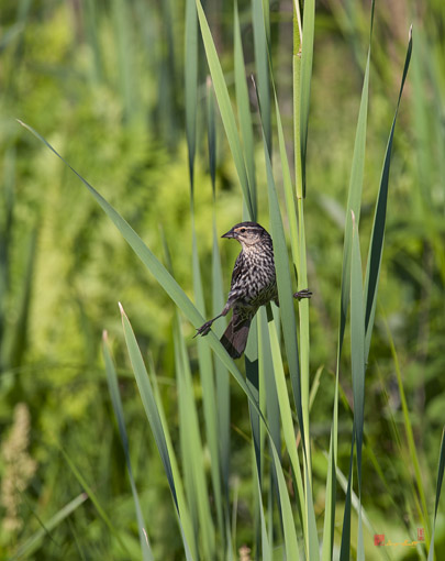 Female Red-winged Blackbird (DSB204)