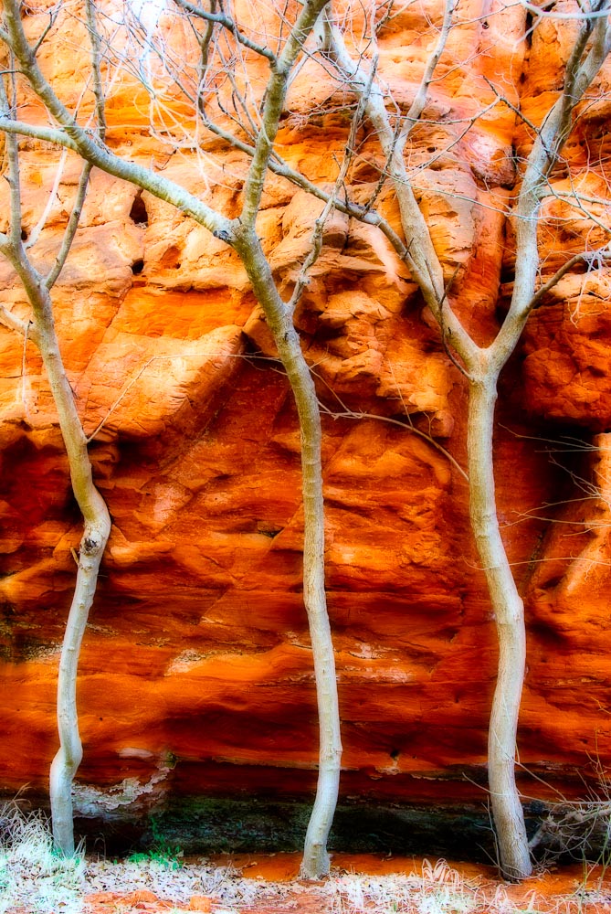 Three Trees
