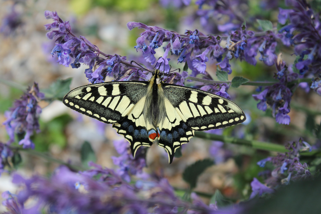 Swallowtail.