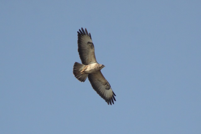 Buizerd - Buzard - Buteo buteo