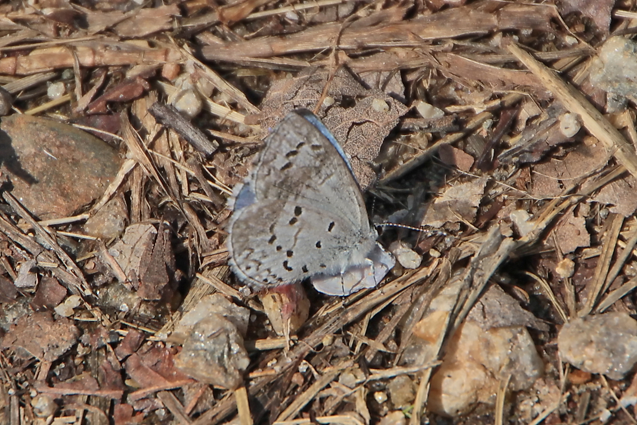 Spring Azure (March)