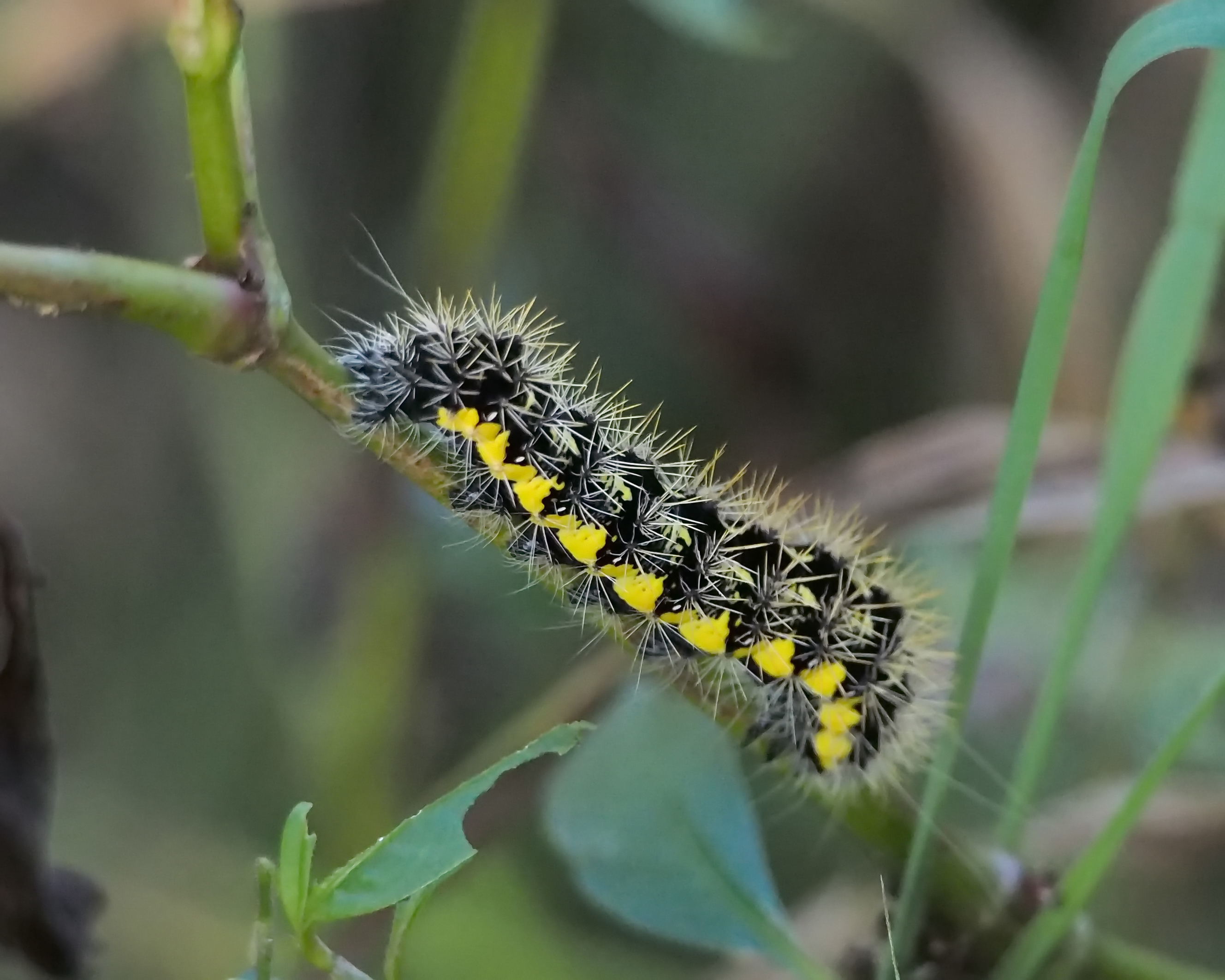 8110 Tiger and Lichen Moths: The Neighbor - Haploa contigua 