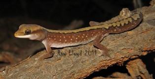 Diplodactylus pulcher
