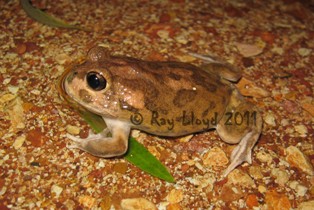 Neobatrachus sudelli