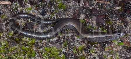 Hemiergis peronii tridactyla