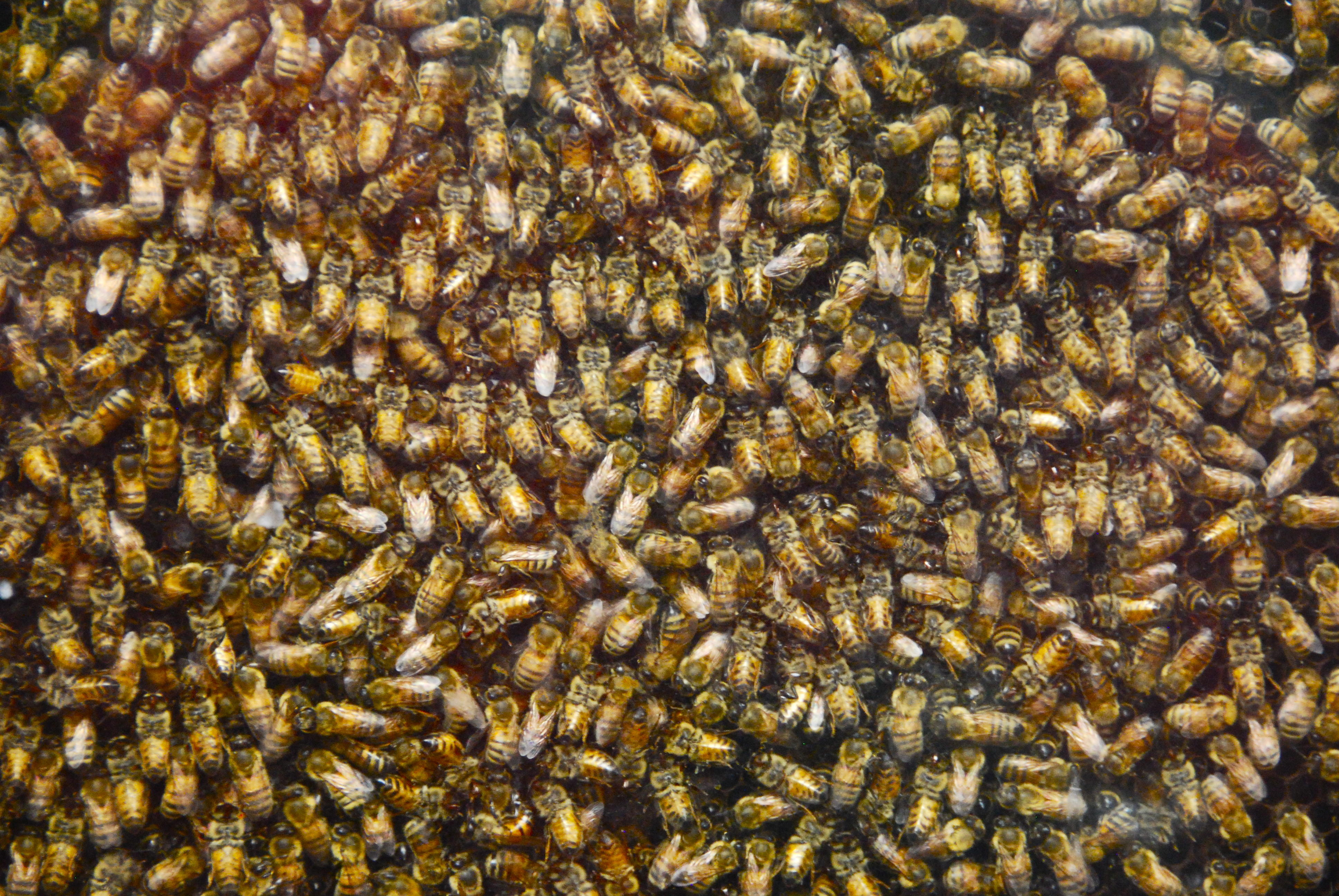 Bee Hive