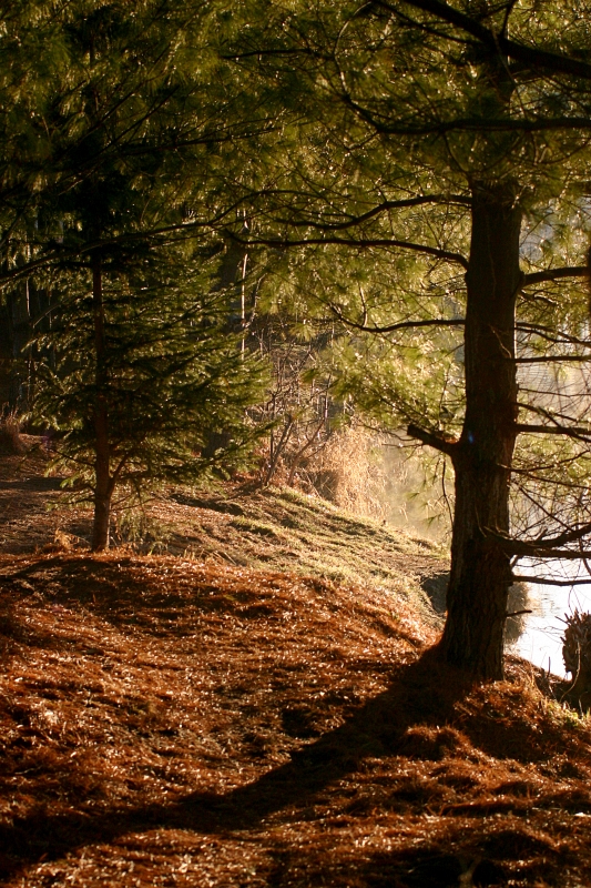 Riverbank 19.jpg