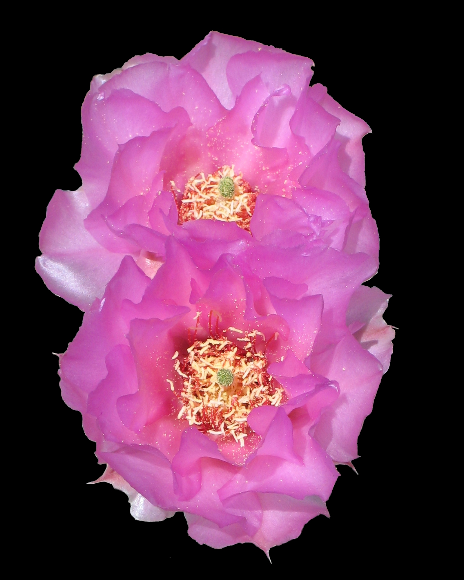 Grand Canyon cactus flower