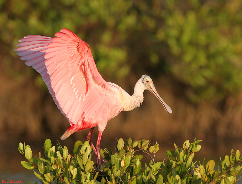 Roseate Spoonbill 4