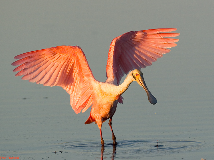 Roseate Spoonbill 2