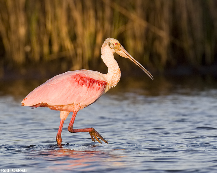 Roseate Spoonbill 9