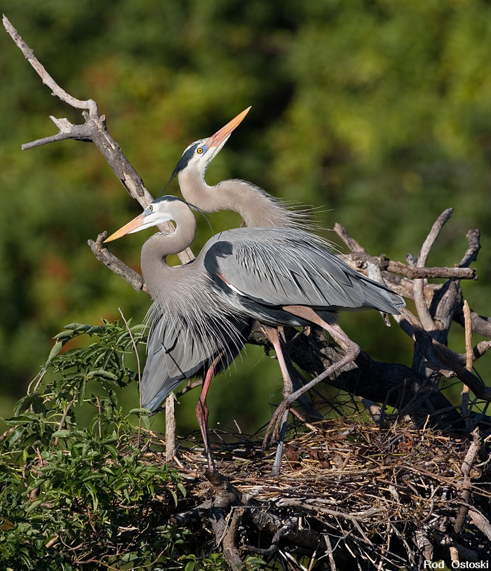 Great Blue Herons