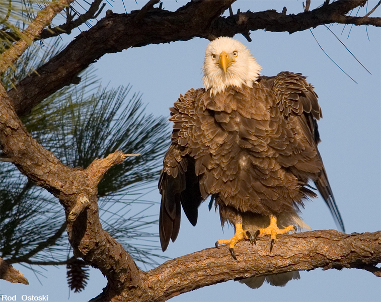 Bald Eagle