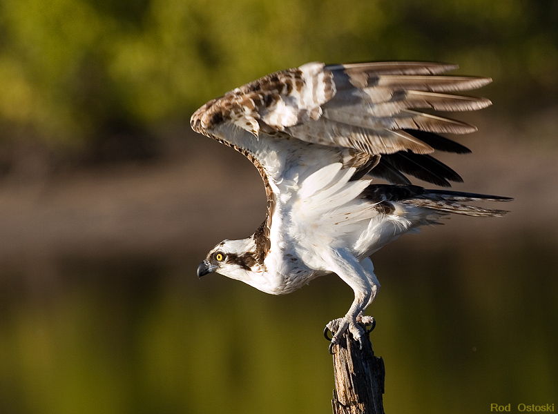 Osprey