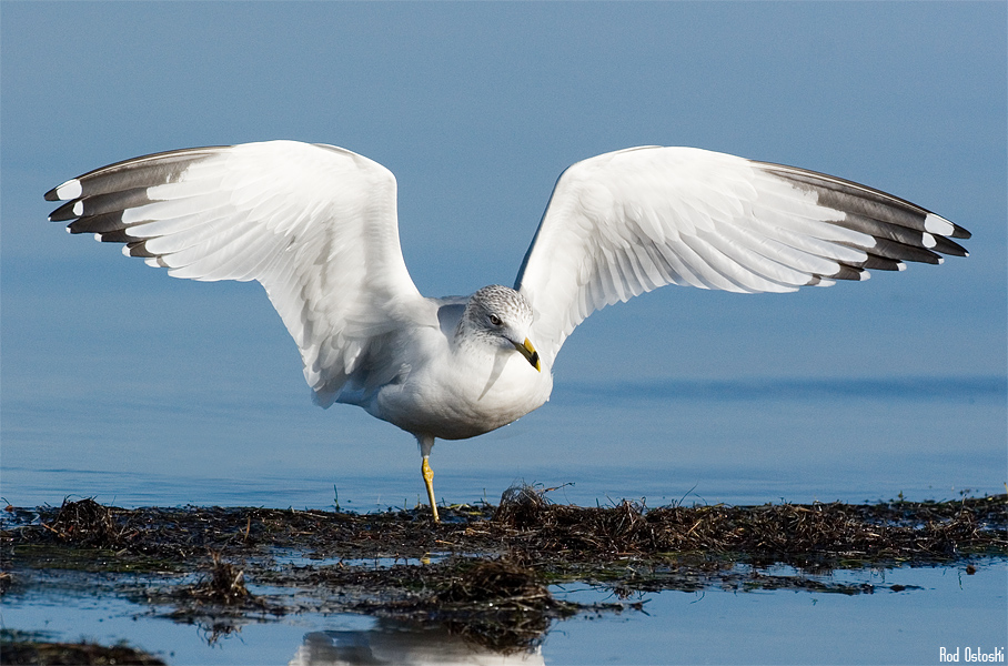 Gull