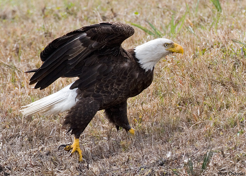 Eagle on Grass
