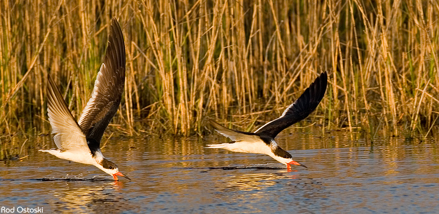 Skimmer Duet  7518