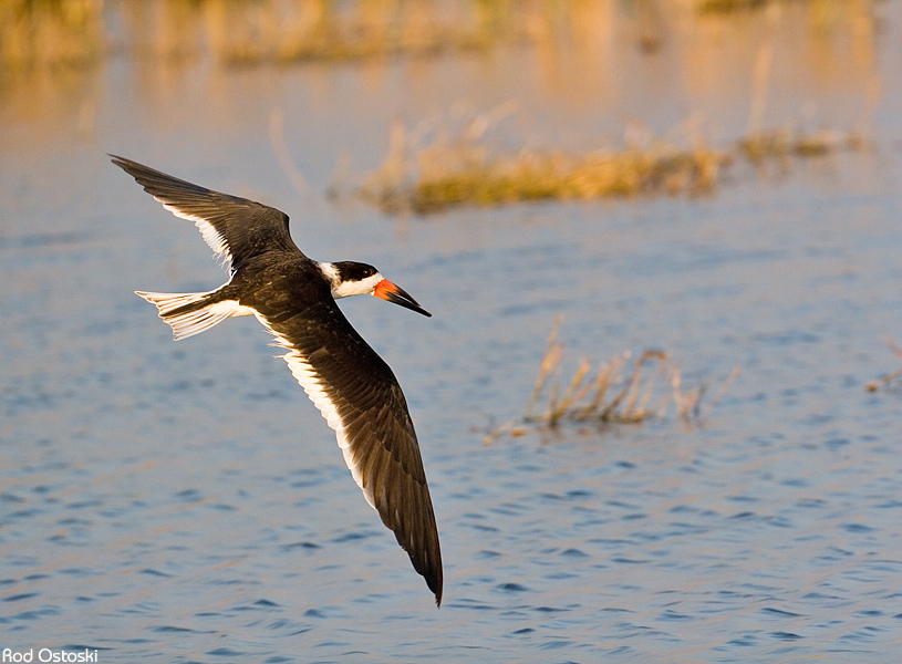 Skimmer