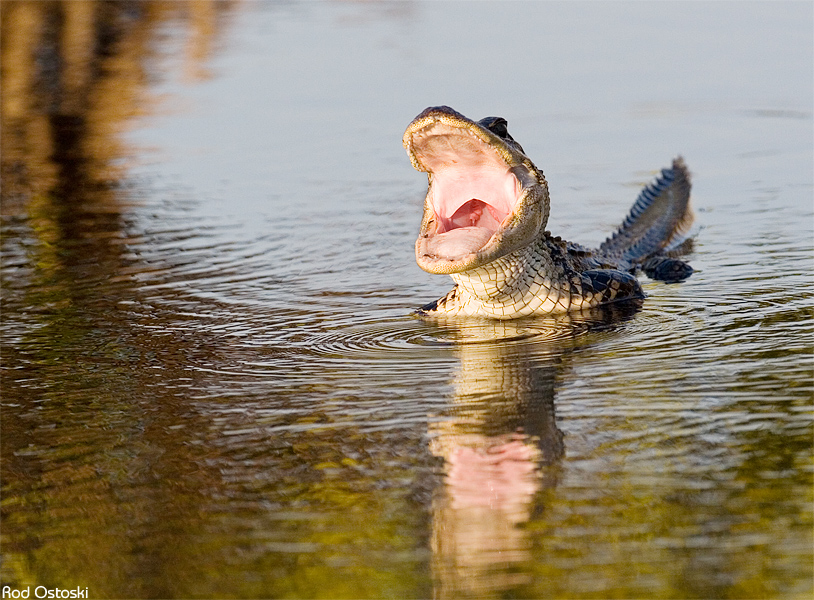 Yawning Gator