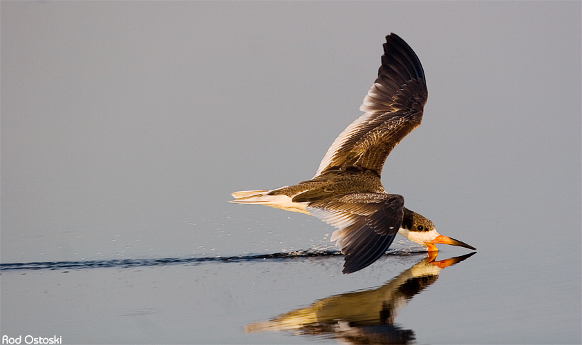 Skimmer - 7598
