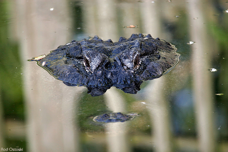 Alligator Farm 2006 - St Augustine