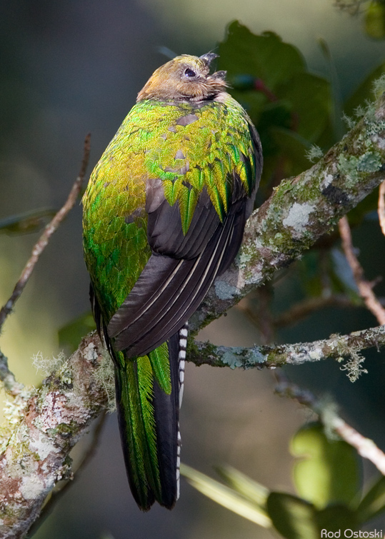 Female Quetzal