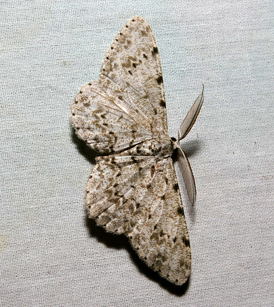 moth 4