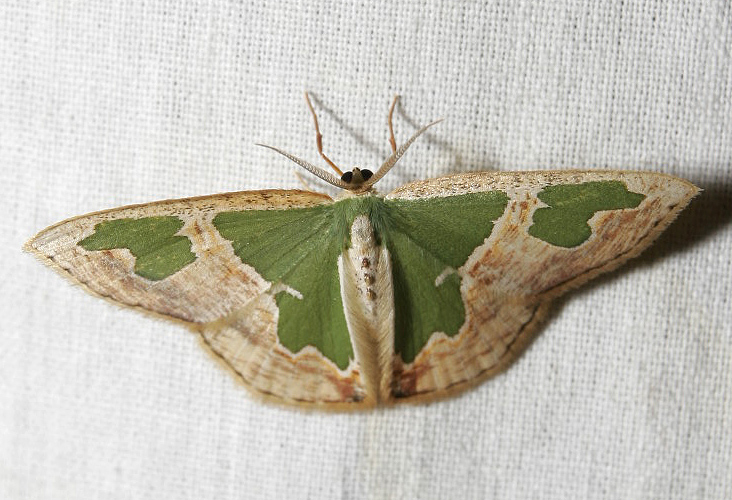 moth 7