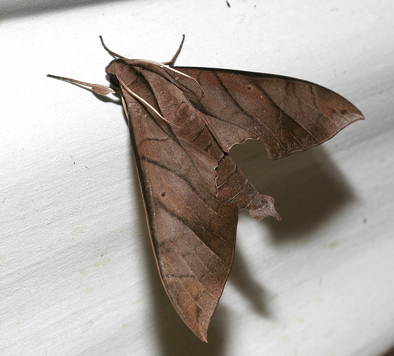 moth 8