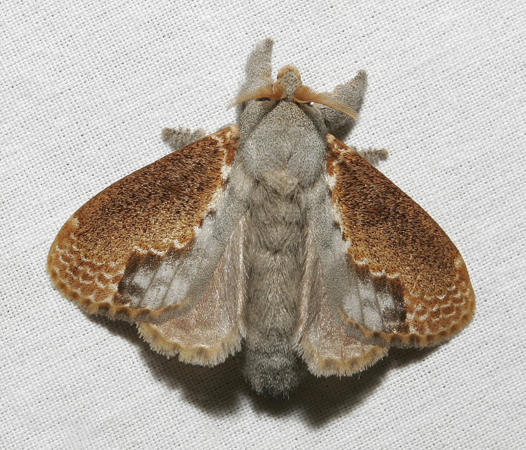 moth 14