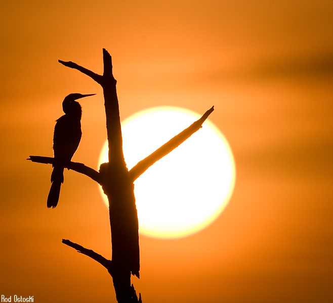 Anhinga Silhouette Sunset