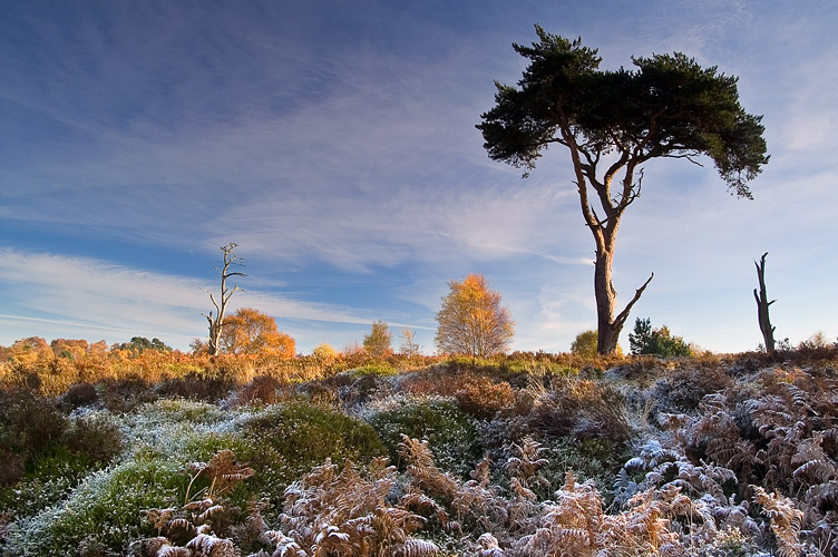 Frosty Foreground