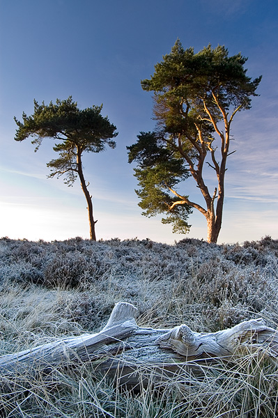 Other Broc Hill Trees
