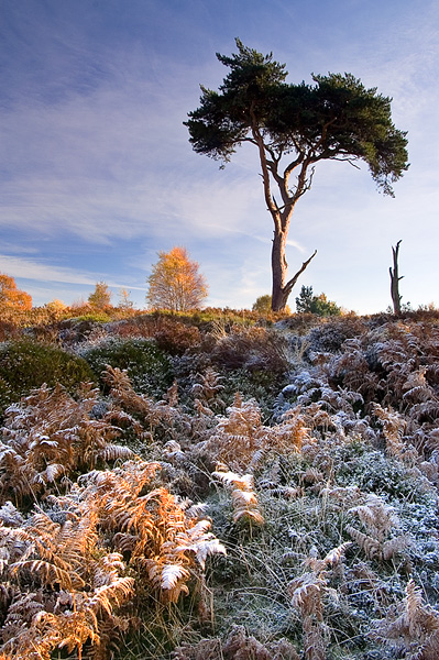 November Frost