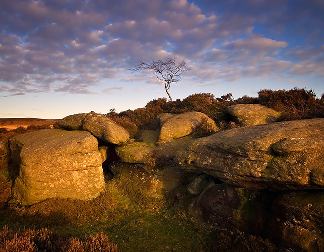 Tree and Rocks