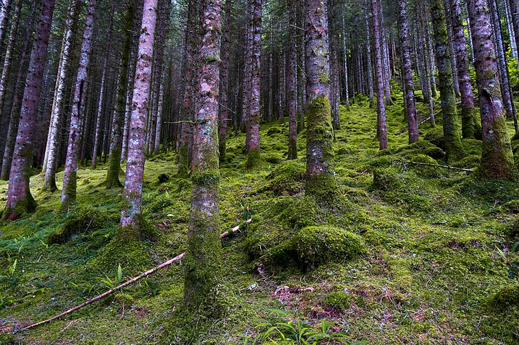 Glen Garry Forest