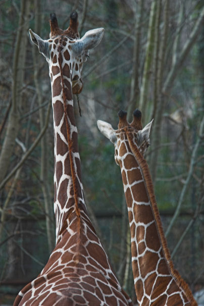 giraffe pair 2