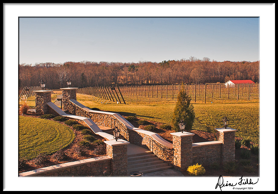 Stairs/Vineyard